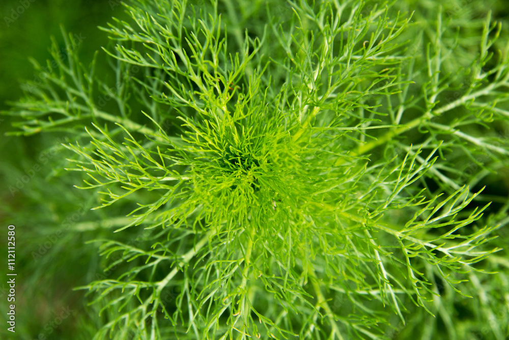 Fresh green dill on a meadow