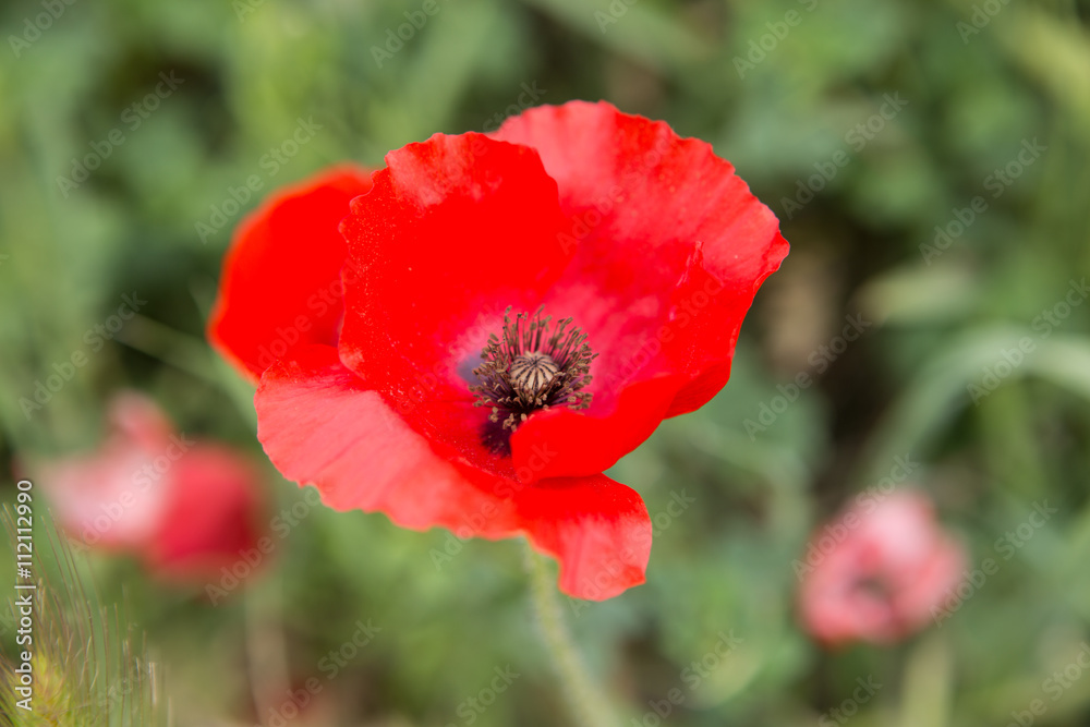 Bright red blooming poppy in a field Bright red blooming poppy in a field
