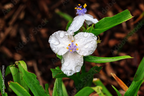 tradescantia pueden photo