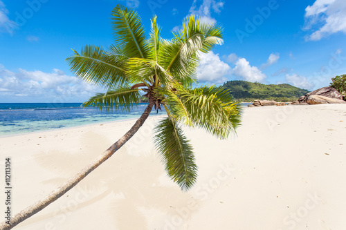  cocotier penché sur plage des îles Seychelles  photo