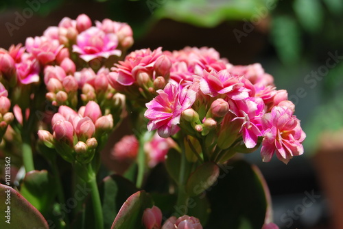 Flammendes Käthchen (Kalanchoe blossfeldiana)