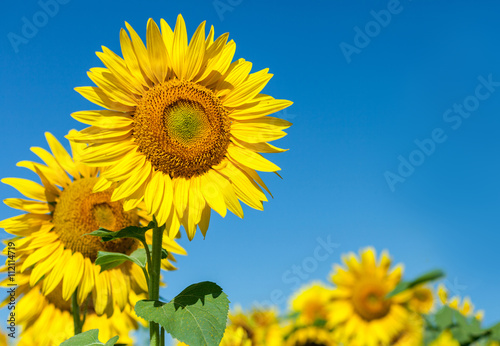 Single Sunflower standing tall over field of many sunflowers  