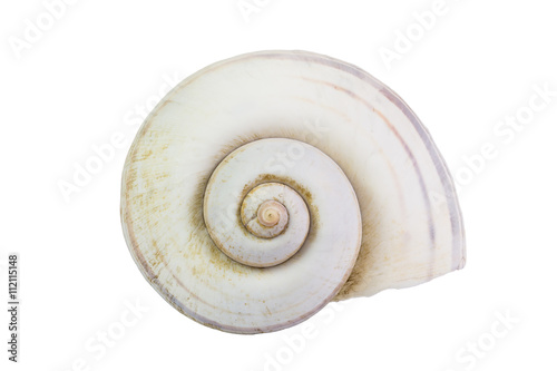 Single shell isolated on white background and clipping path
