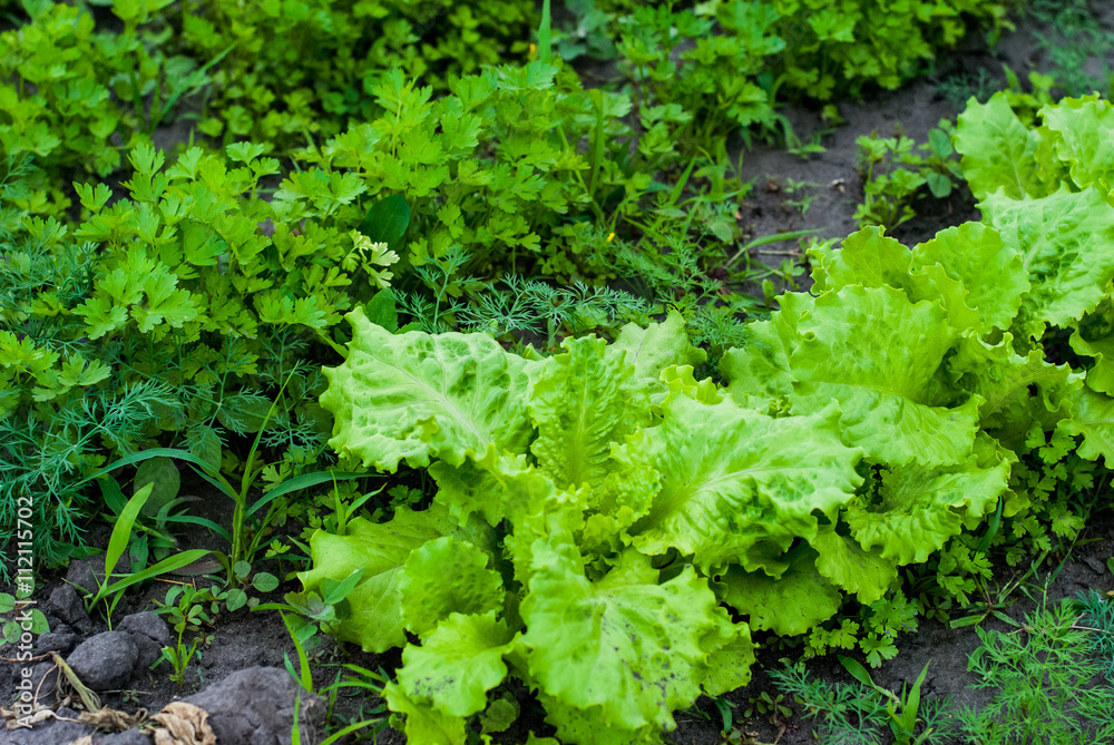 Straight rows of lettuce, parsley and dill in the garden. Straight rows of lettuce, parsley and dill in the garden.