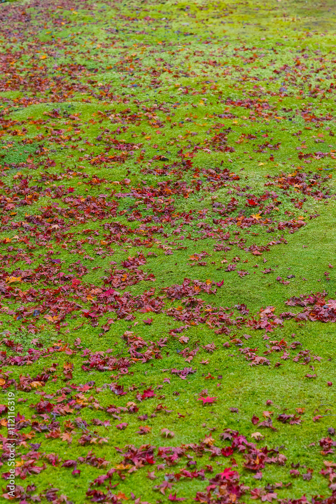 Maple leaves with moss on the ground in autumn