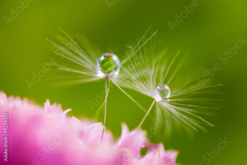Dandelion fluff, chrysanthemum, close-up, macro.