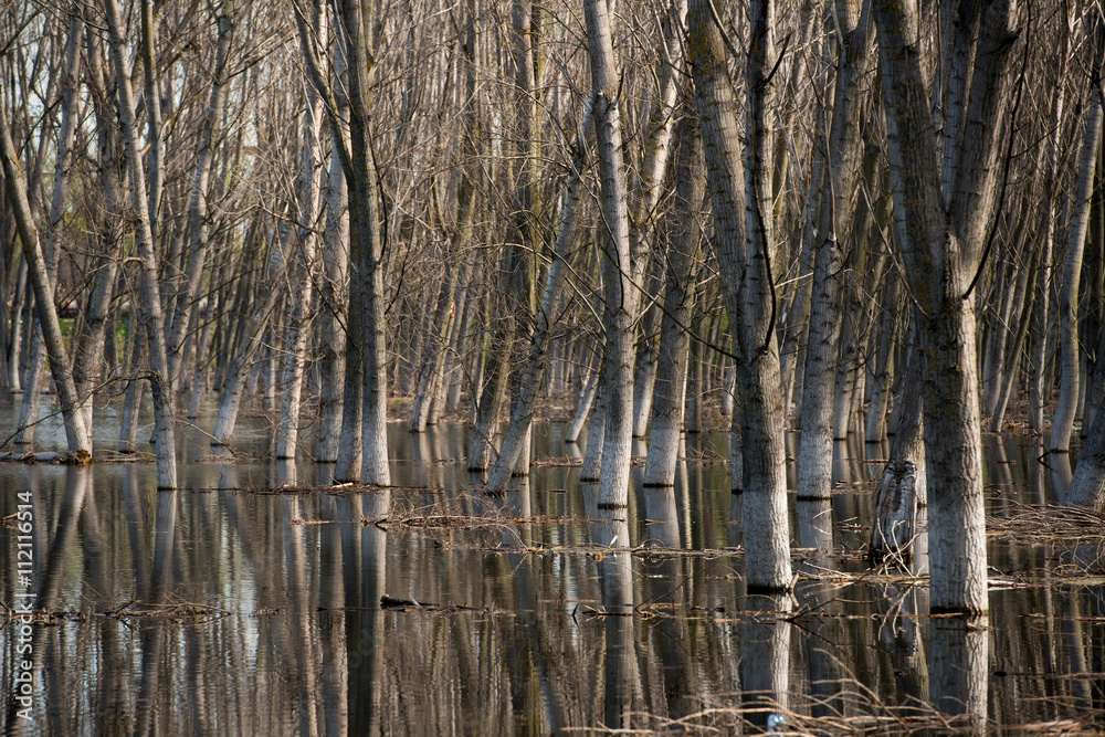 Obraz premium Tree trunks in water with side light, on springtime.