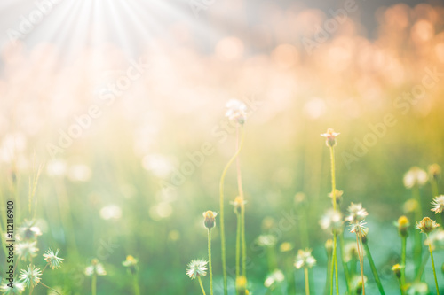 blur Natural flower outdoors bokeh background in green and yello