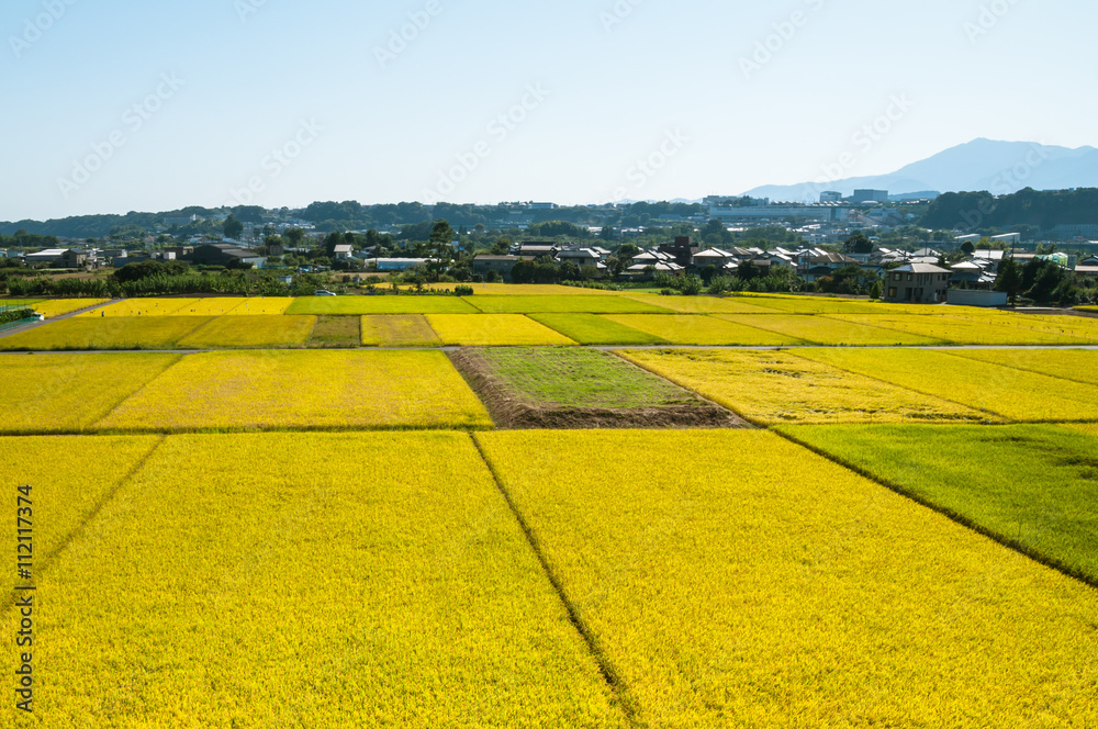 Fototapeta premium 秋の相模原の田園風景