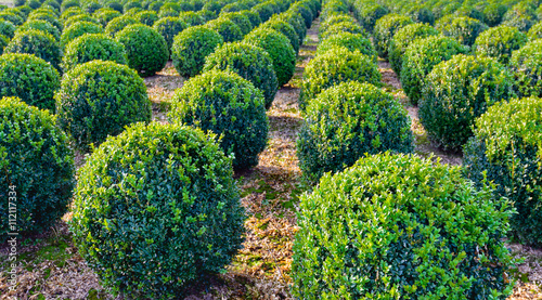 Photography Spherical clipped boxwood plants in a row