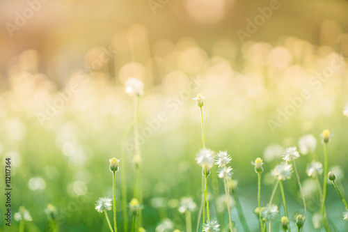 blur Natural flower outdoors bokeh background in green and yello