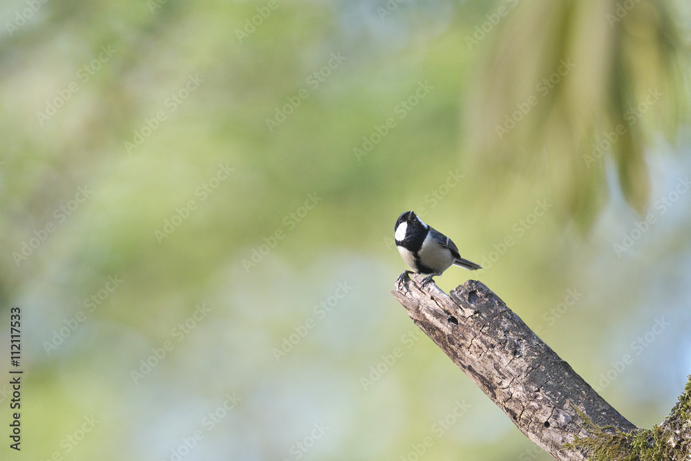 Obraz premium シジュウカラ(Japanese Tit)