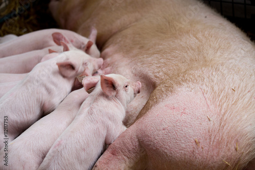 Sow with piglets nursing © Budimir Jevtic