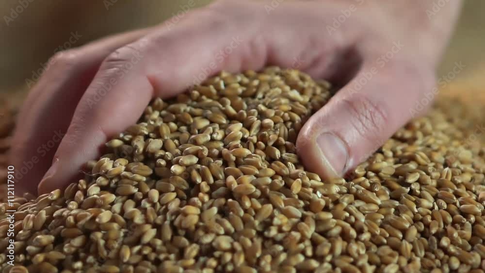 Man showing golden wheat grain to buyer, selling crops, high quality eco product Man showing golden wheat grain to buyer, selling crops, high quality eco product