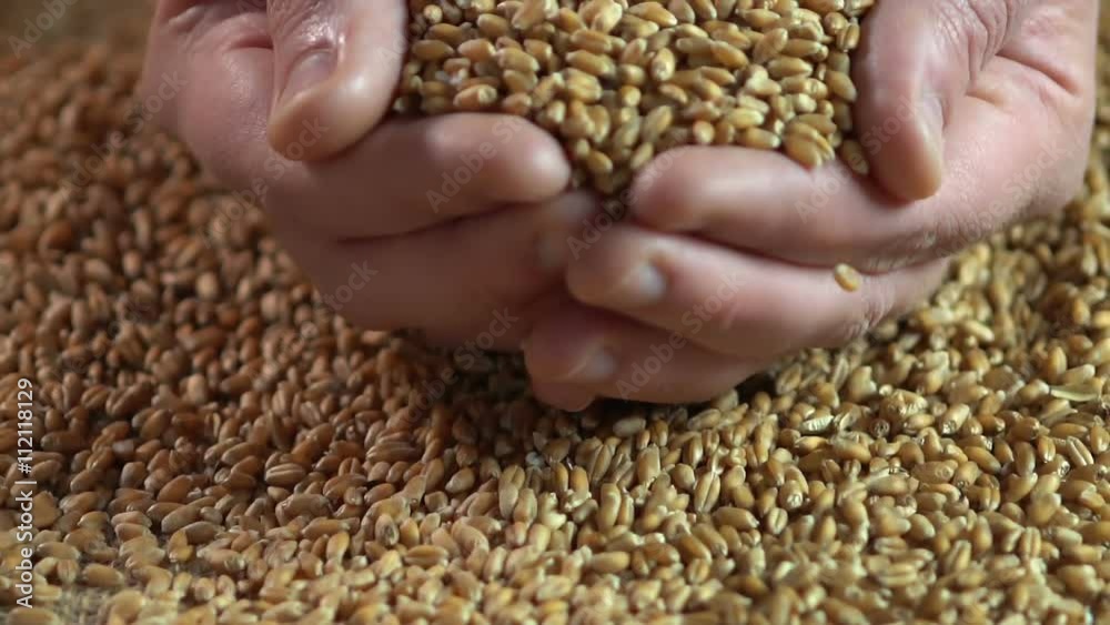 Male hands holding wheat grain, agriculture business, eco food, product quality Male hands holding wheat grain, agriculture business, eco food, product quality