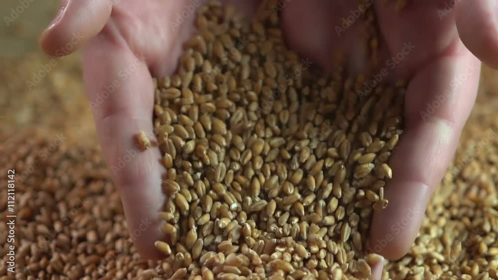 Wheat grain falling from male hands into heap of crop, agriculture business Wheat grain falling from male hands into heap of crop, agriculture business