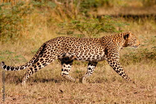 Leopard hunting in the wild © donvanstaden