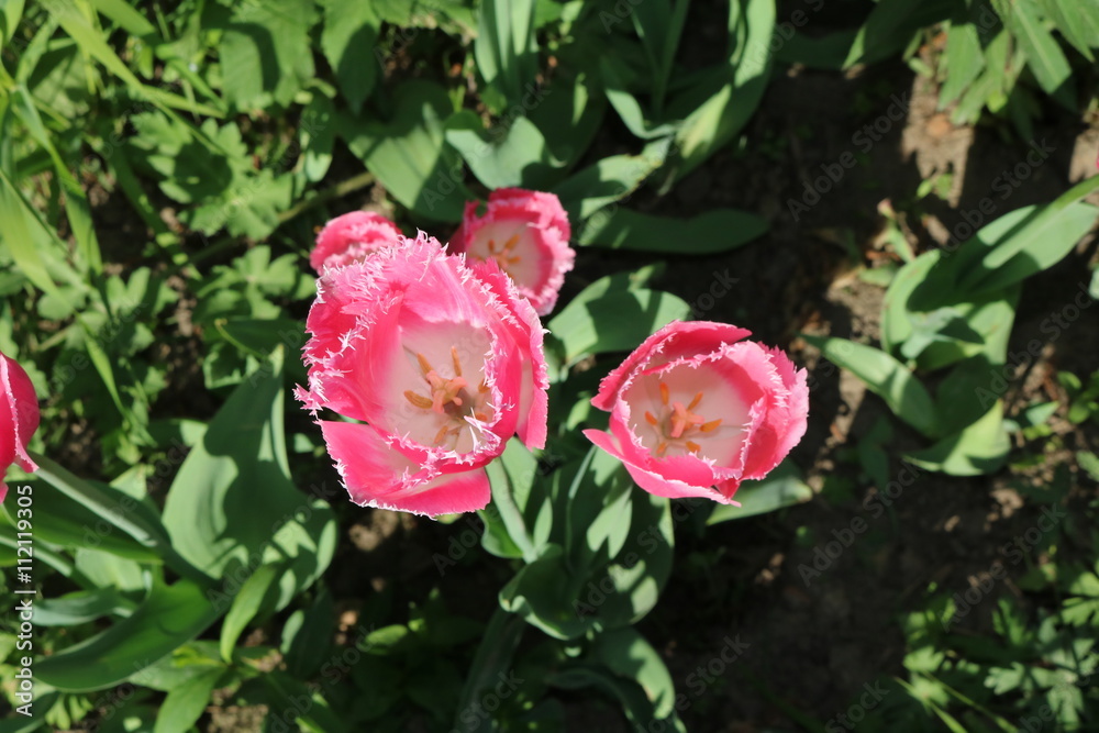 Tulip (Tulipa) - genus of perennial herbaceous bulbous plants lily family
