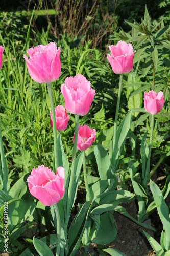 Tulip  Tulipa  - genus of perennial herbaceous bulbous plants lily family  