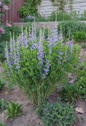 False Indego plant in a sloped  garden during Spring photo