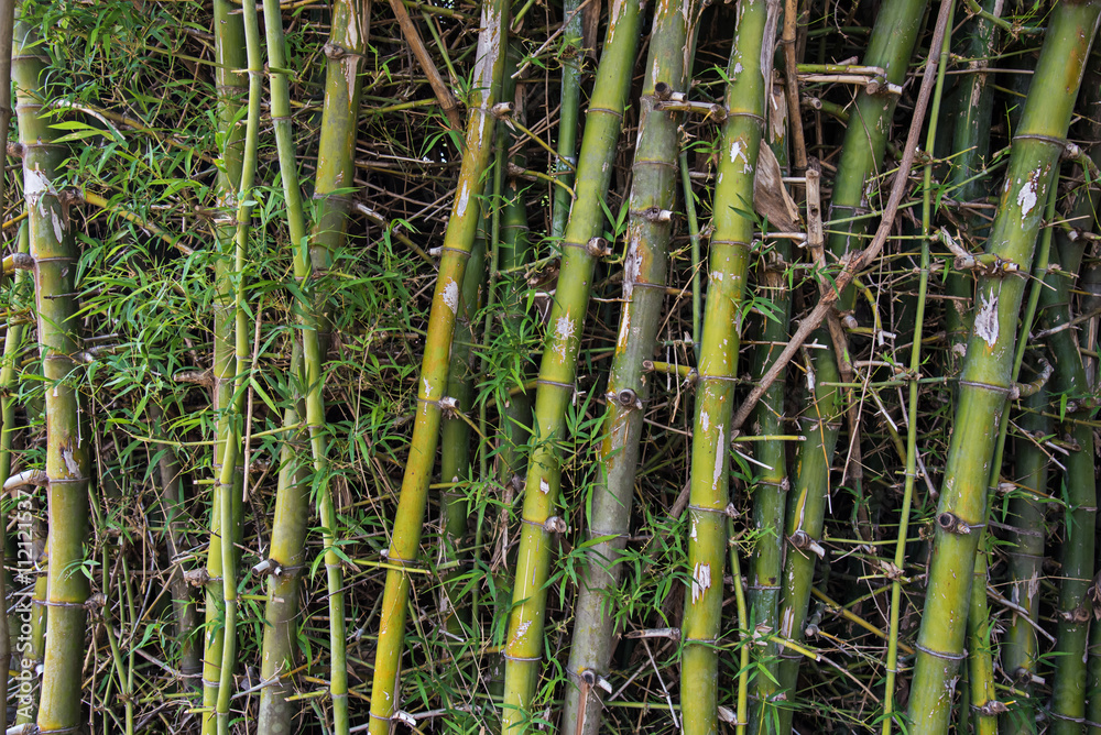 Obraz premium bamboo tree background