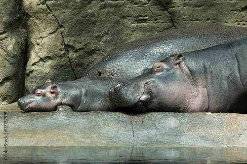 mother and baby hippopotamus