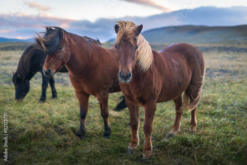 Beautiful Iclandic Horses