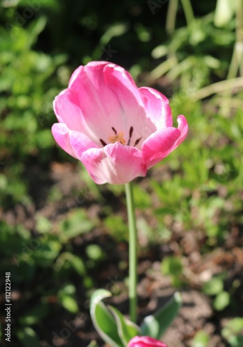 Tulip (Tulipa) - genus of perennial herbaceous bulbous plants lily family
