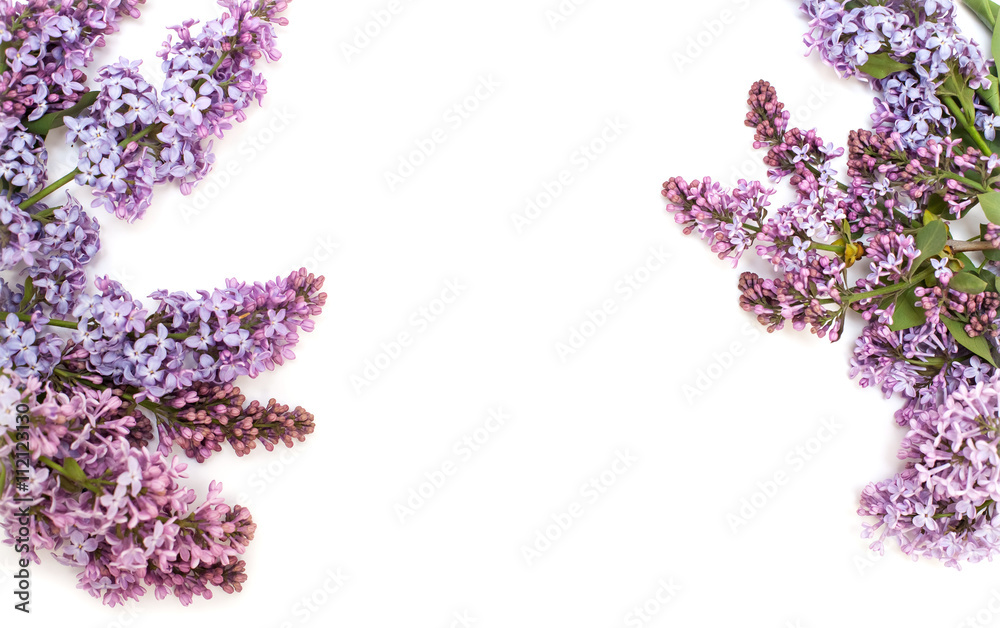 Purple lilac branch, isolated on white background Purple lilac branch, isolated on white background