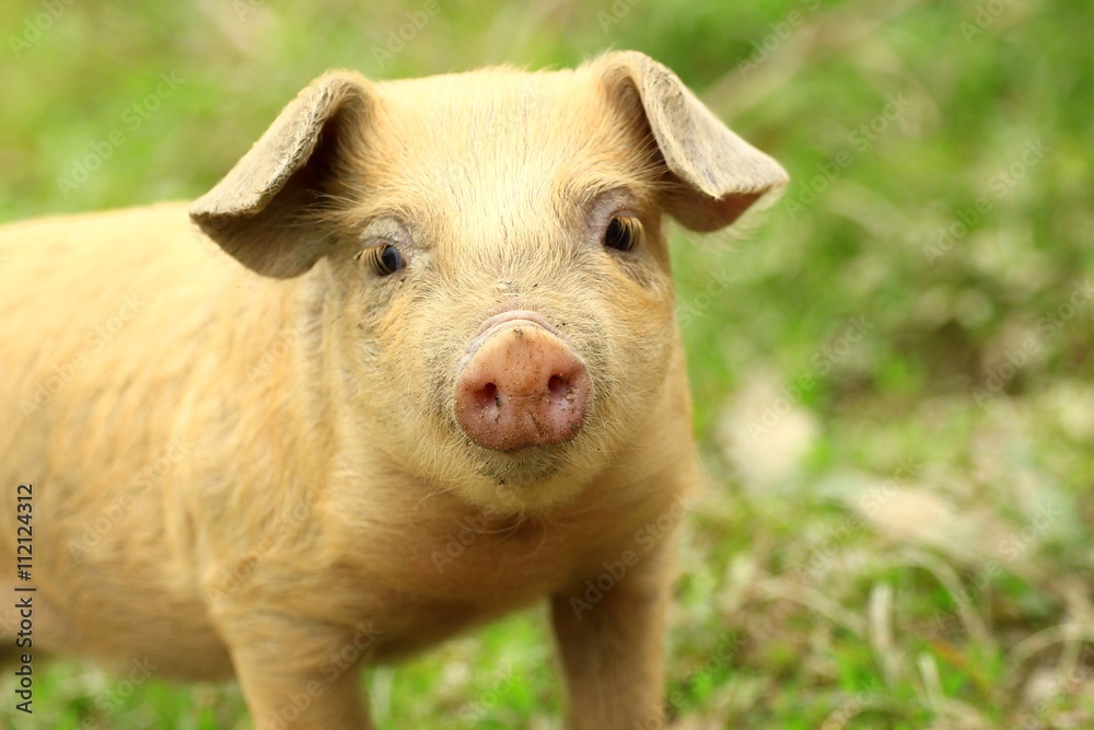 Fototapeta premium Cute piglet face