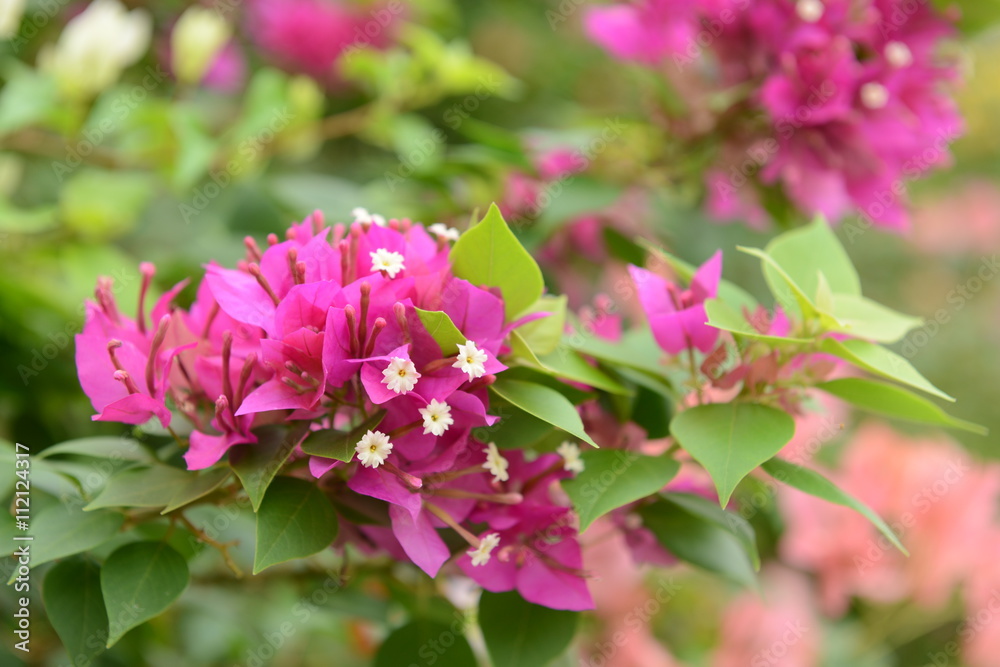 Beautiful magenta bougainvillea flowers, Korat Thailand. Beautiful magenta bougainvillea flowers, Korat Thailand.