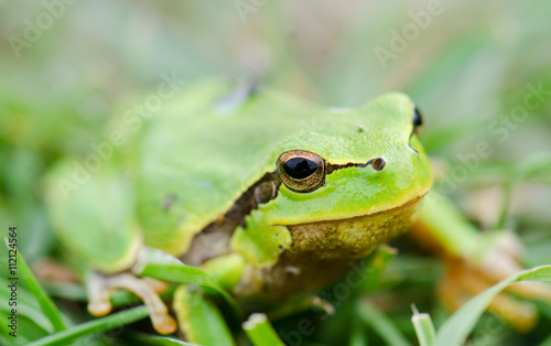 Green frog (Rana ridibunda)