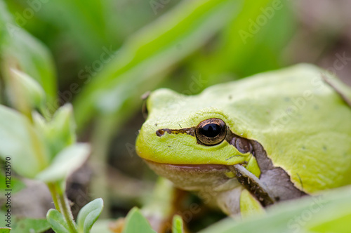 Green frog (Rana ridibunda) eating