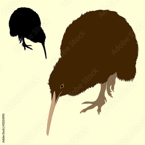 Kiwi bird silhouette black realistic 
