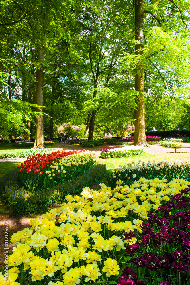 Fototapeta premium Tulip field in Keukenhof Gardens, Lisse, Netherlands