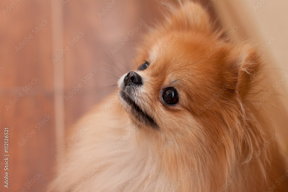 Pomeranian close-up portrait