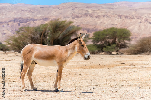 The onager (Equus hemionus) is a brown Asian wild donkey inhabiting nature reserve park near Eilat