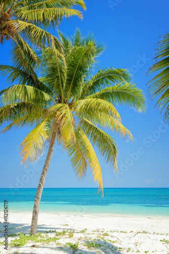 Beach with palm trees, caribbean sea, Cayo Levisa, Cuba