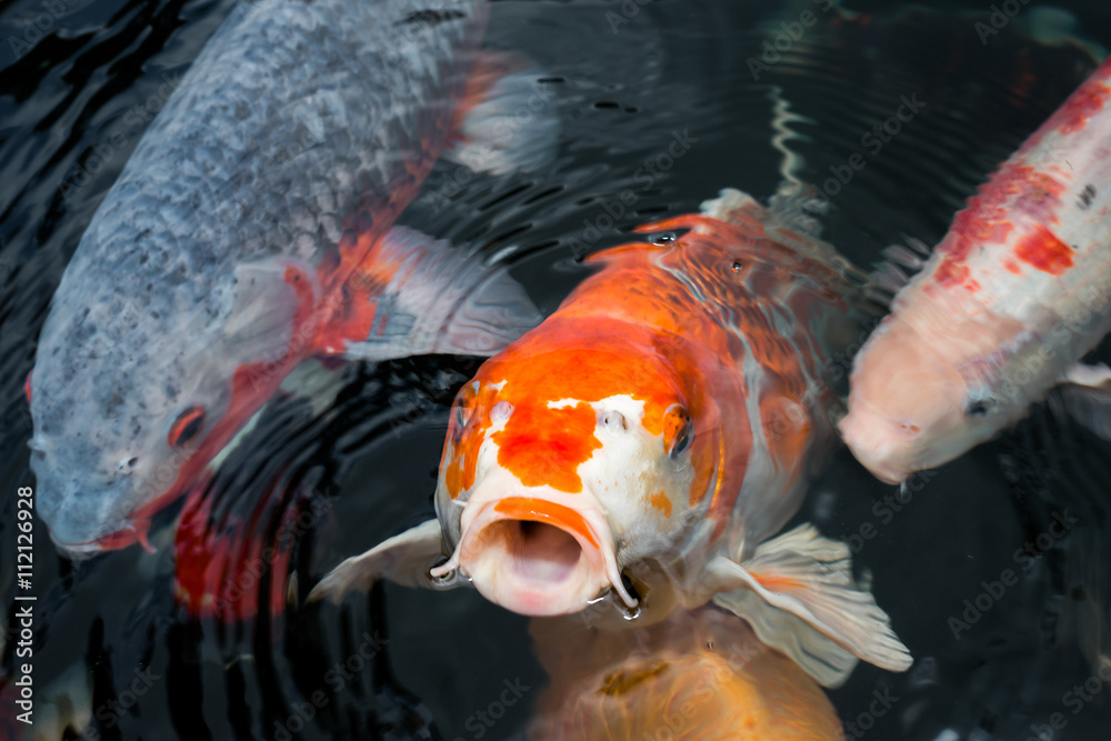Japan Kois im Koiteich Japanischer Koi im Gartenteich StockFoto