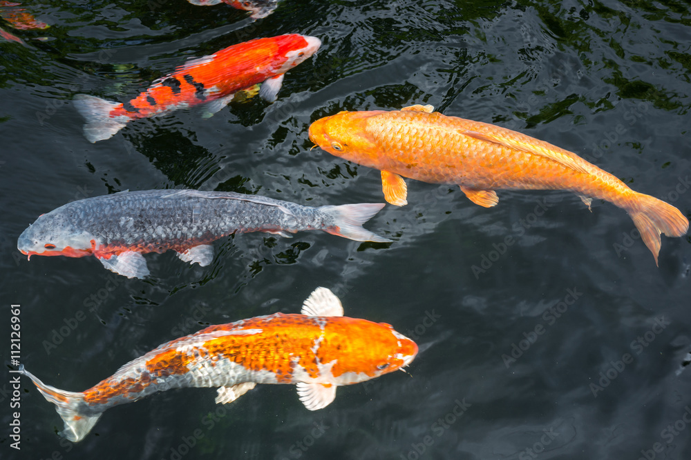Japan Kois im Koiteich Japanischer Koi im Gartenteich StockFoto