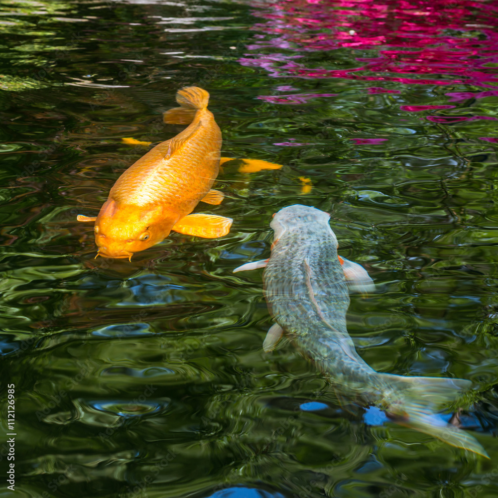 Japan Kois im Koiteich Japanischer Koi im Gartenteich StockFoto