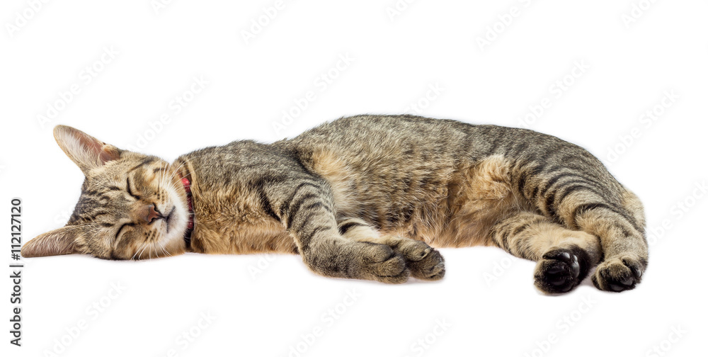 Obraz premium kot śpi na białym tle
