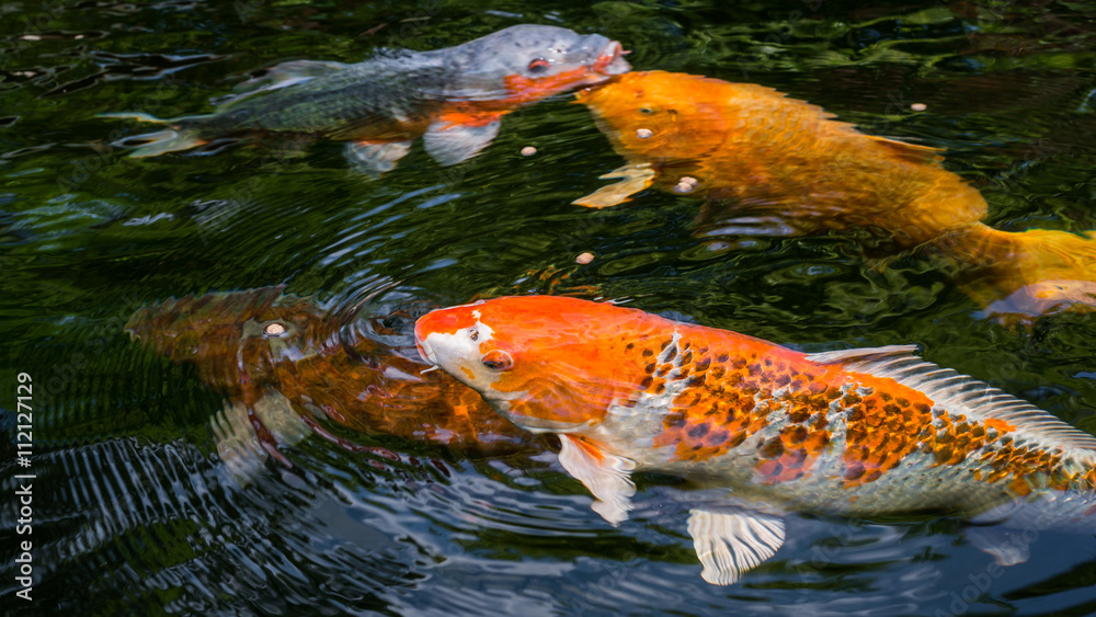 Japan Kois im Koiteich Japanischer Koi im Gartenteich StockFoto