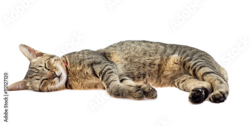 Obraz na płótnie cat sleeps isolated on white background