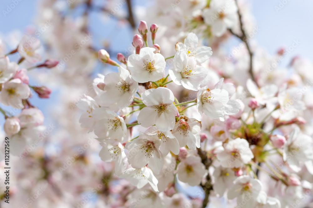 Cerisier en fleur