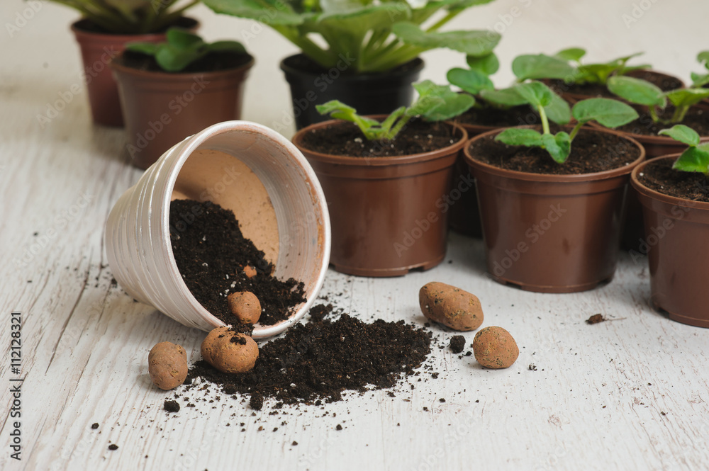 Table with flower pots, potting soil and plants Table with flower pots, potting soil and plants