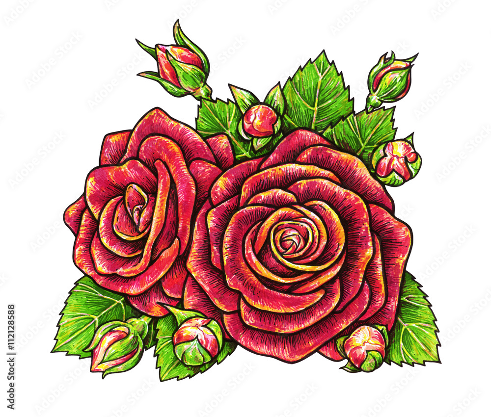 Red roses flowers is isolated on a white background. Rose drawing ...