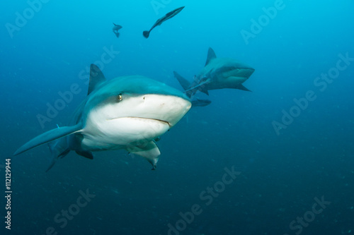 giant bull shark / Zambezi Shark swimming in deep blue water © studio5050
