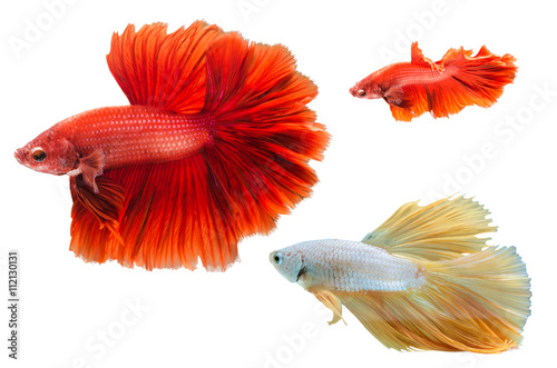 fighter fish
