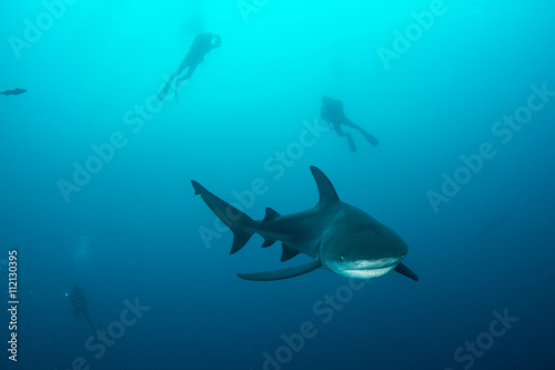 giant bull shark   Zambezi Shark swimming in deep blue water